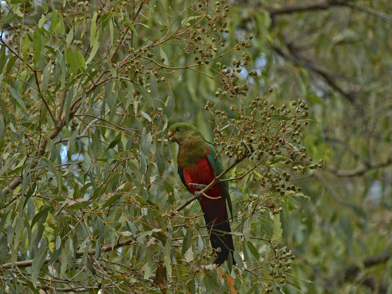 Parrot, Warrumbungle